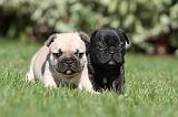 BOULEDOGUE FRANCAIS 461